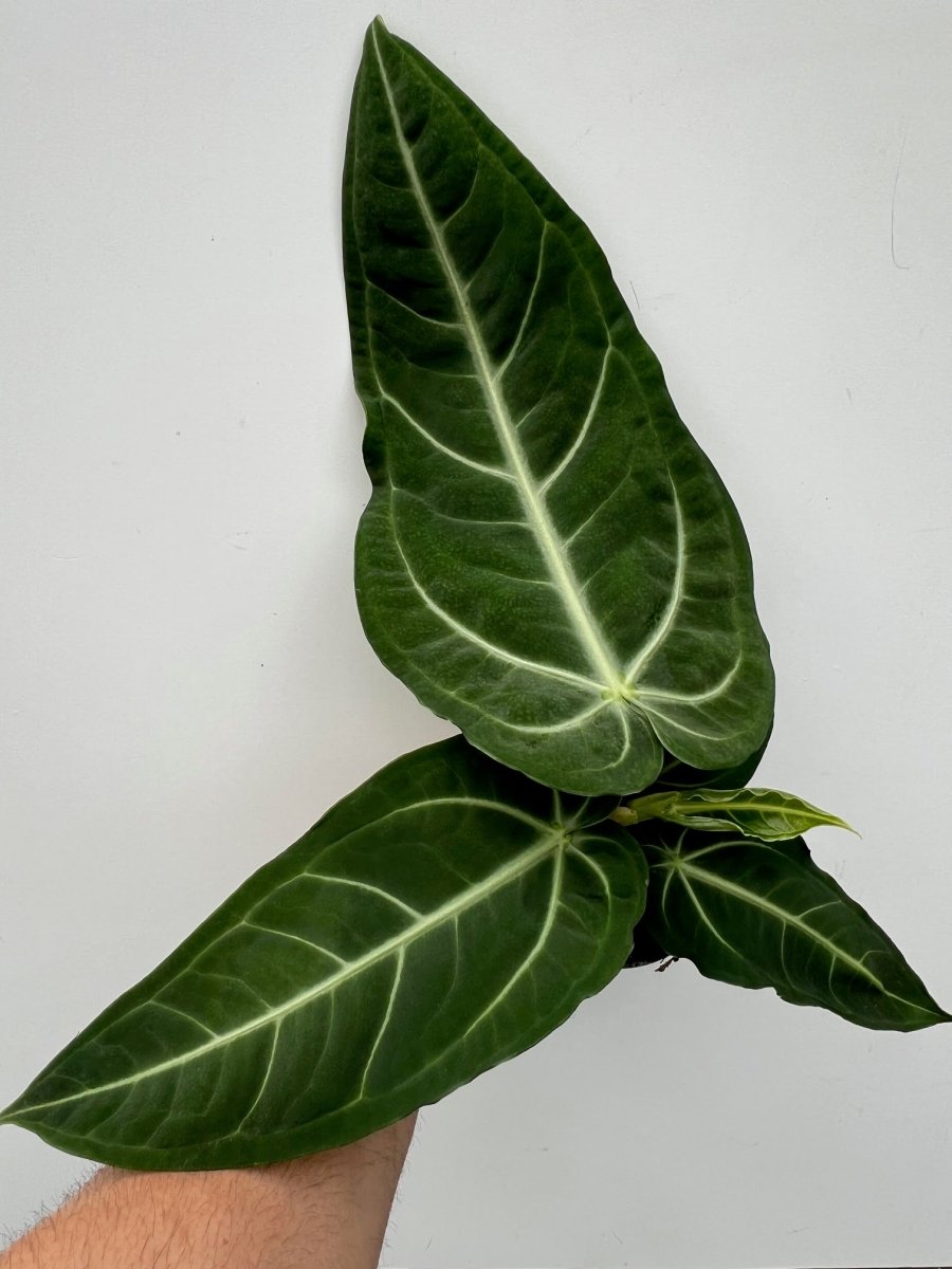 Anthurium villenaorum - Variant Plant Company