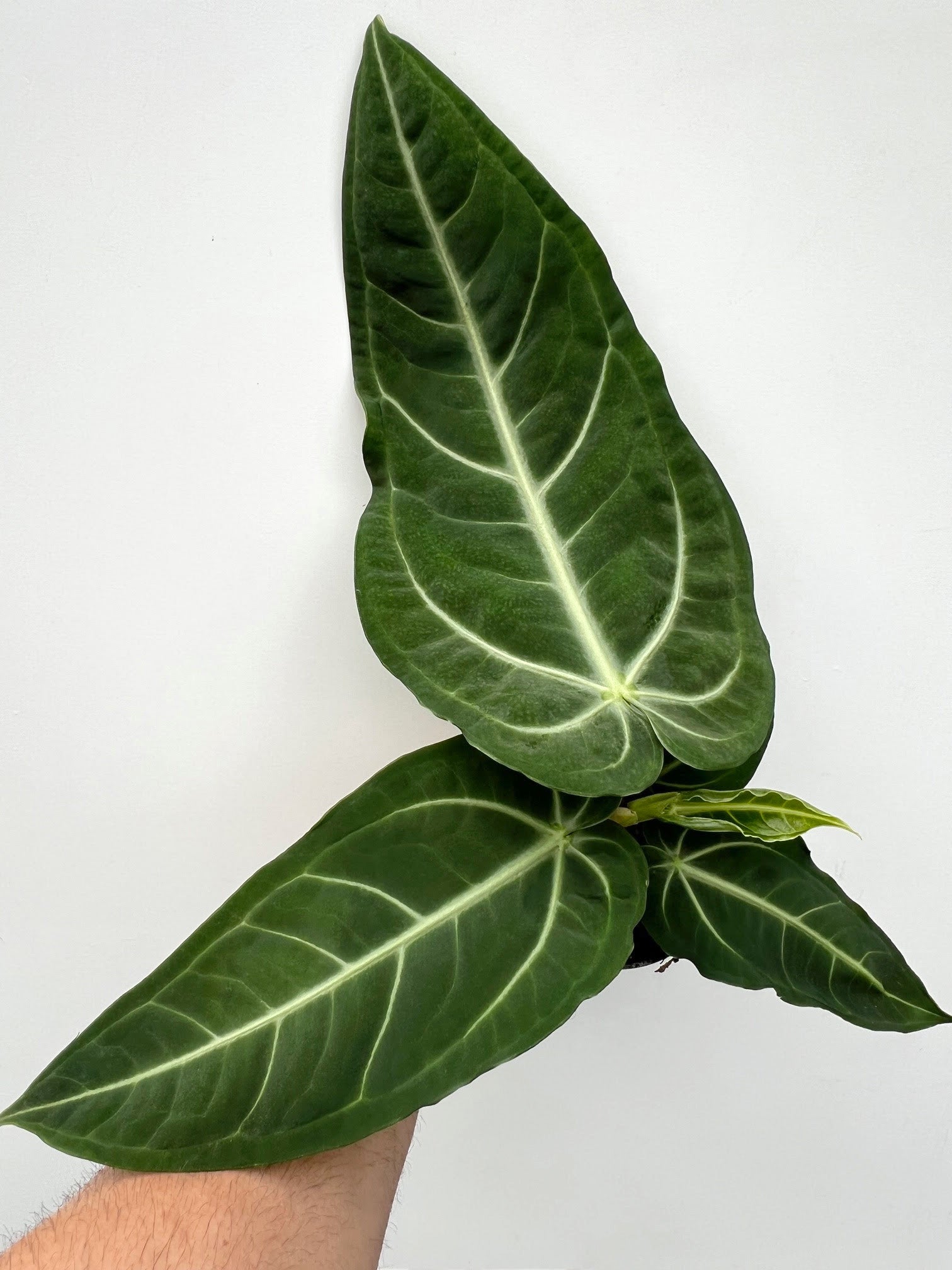 Anthurium villenaorum - Variant Plant Company