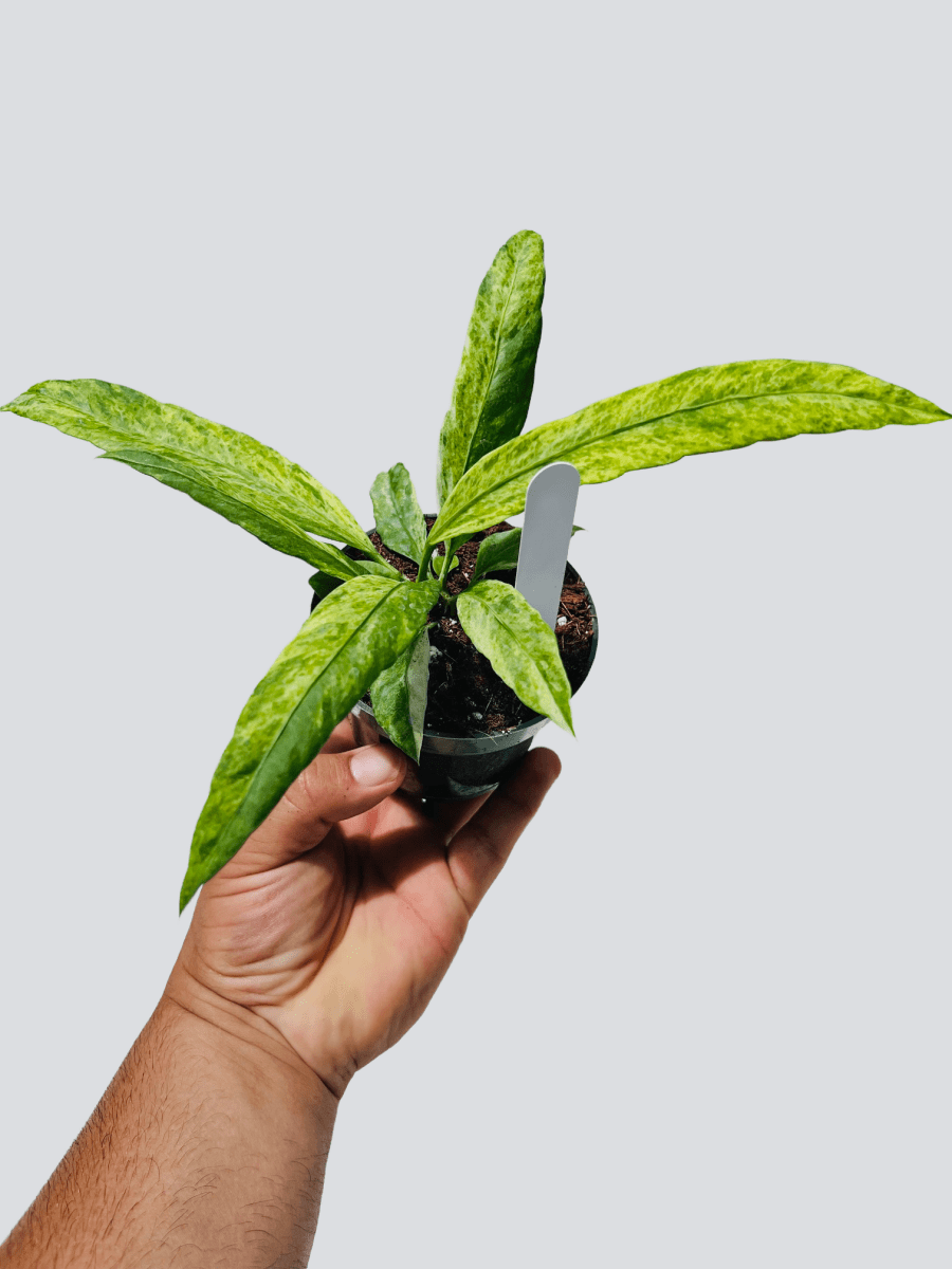 Anthurium vittariifolium variegatum - Variant Plant Company