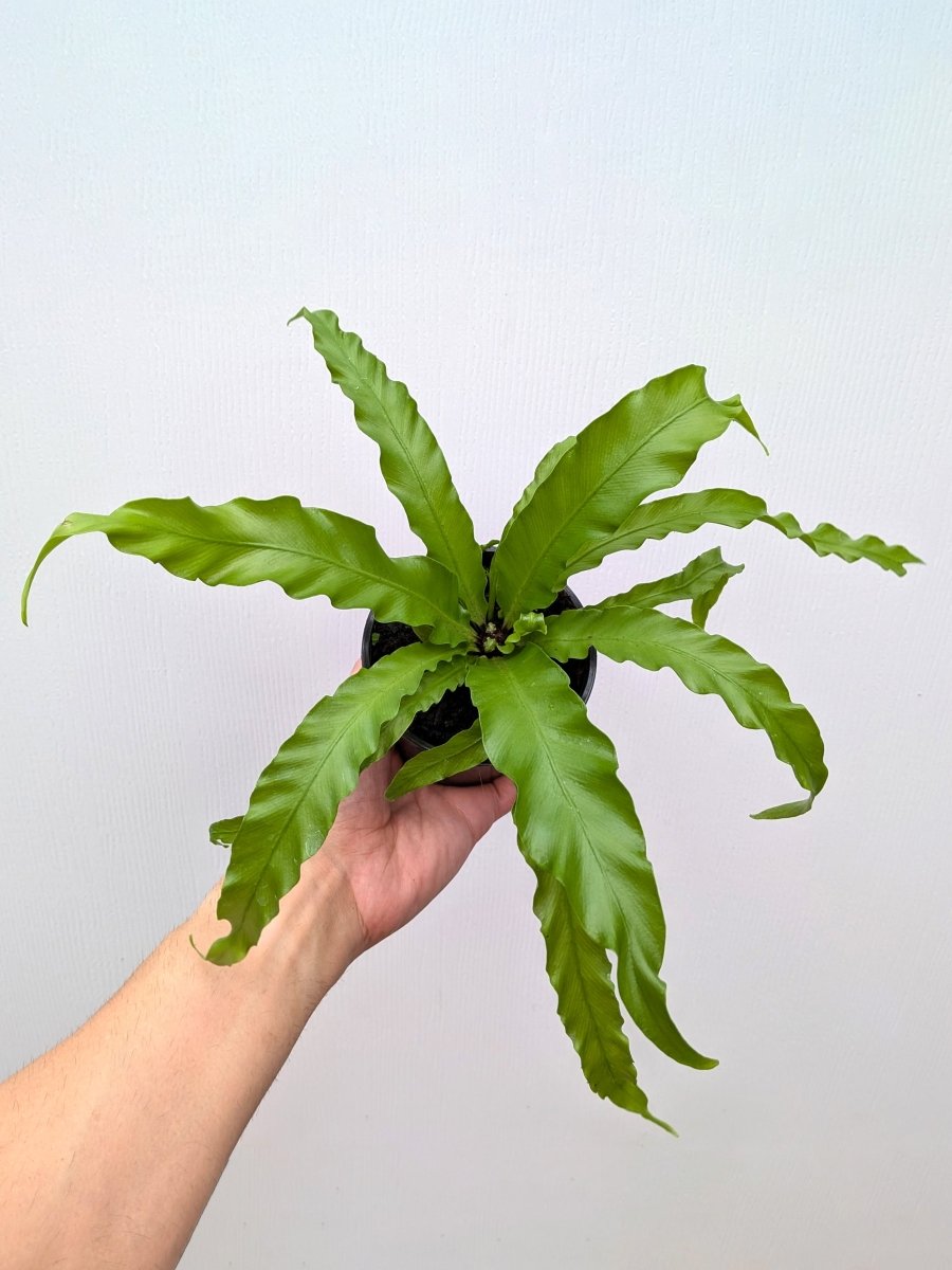 Asplenium antiquum 'Victoria' - Variant Plant Company