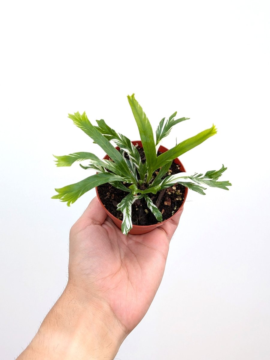 Asplenium nidus variegated - Variant Plant Company