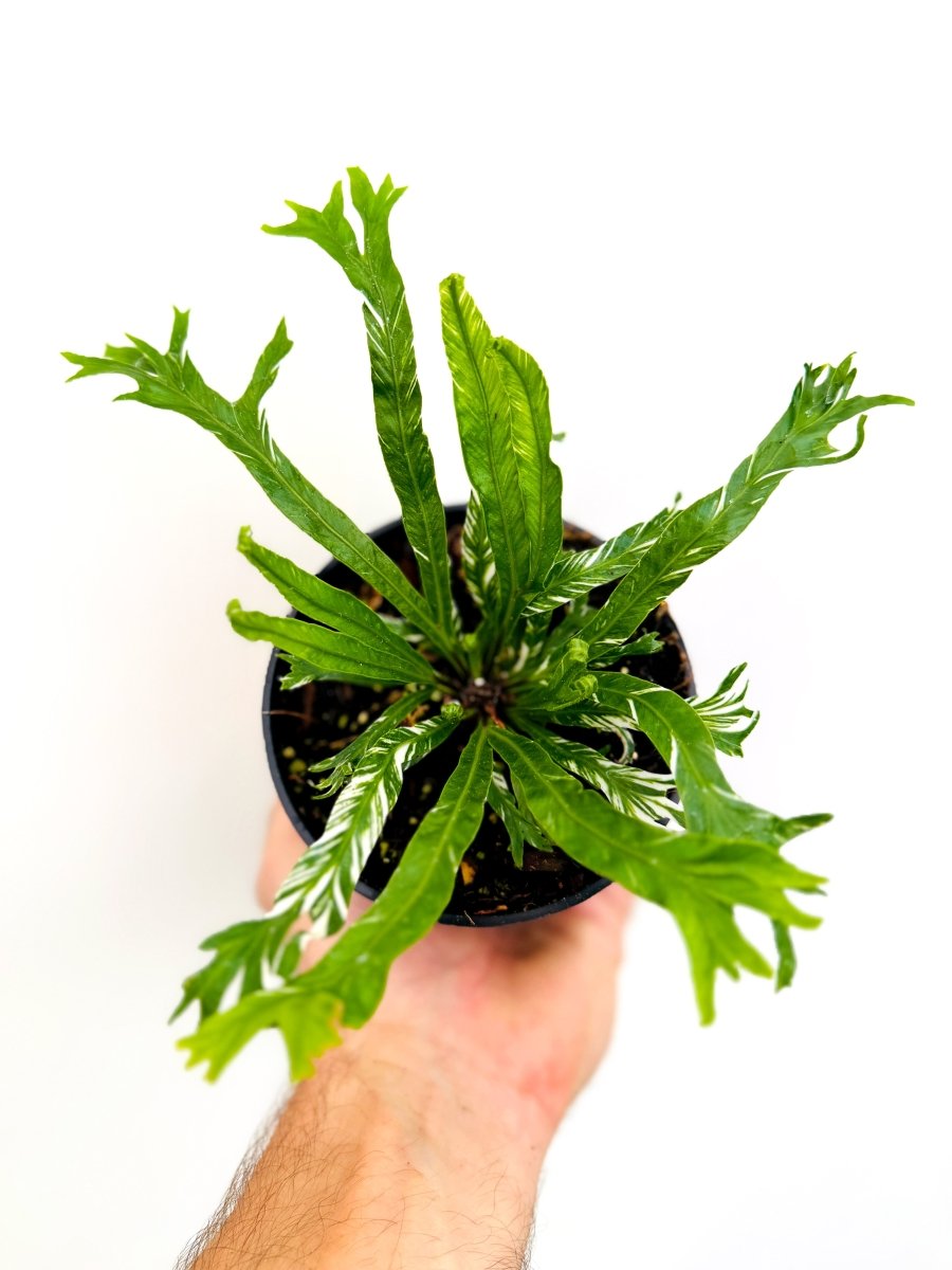 Asplenium nidus variegated - Variant Plant Company