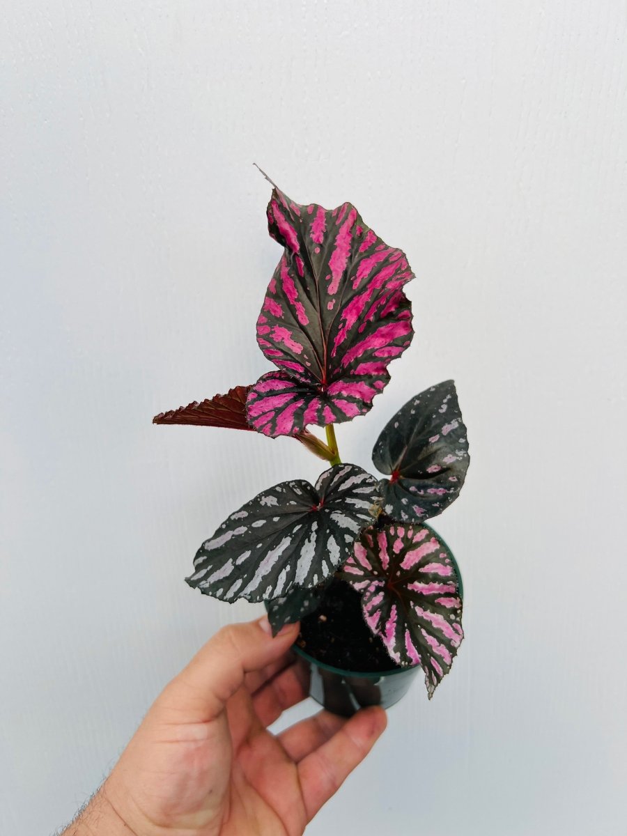 Begonia brevirimosa 'Exotica' - Variant Plant Company