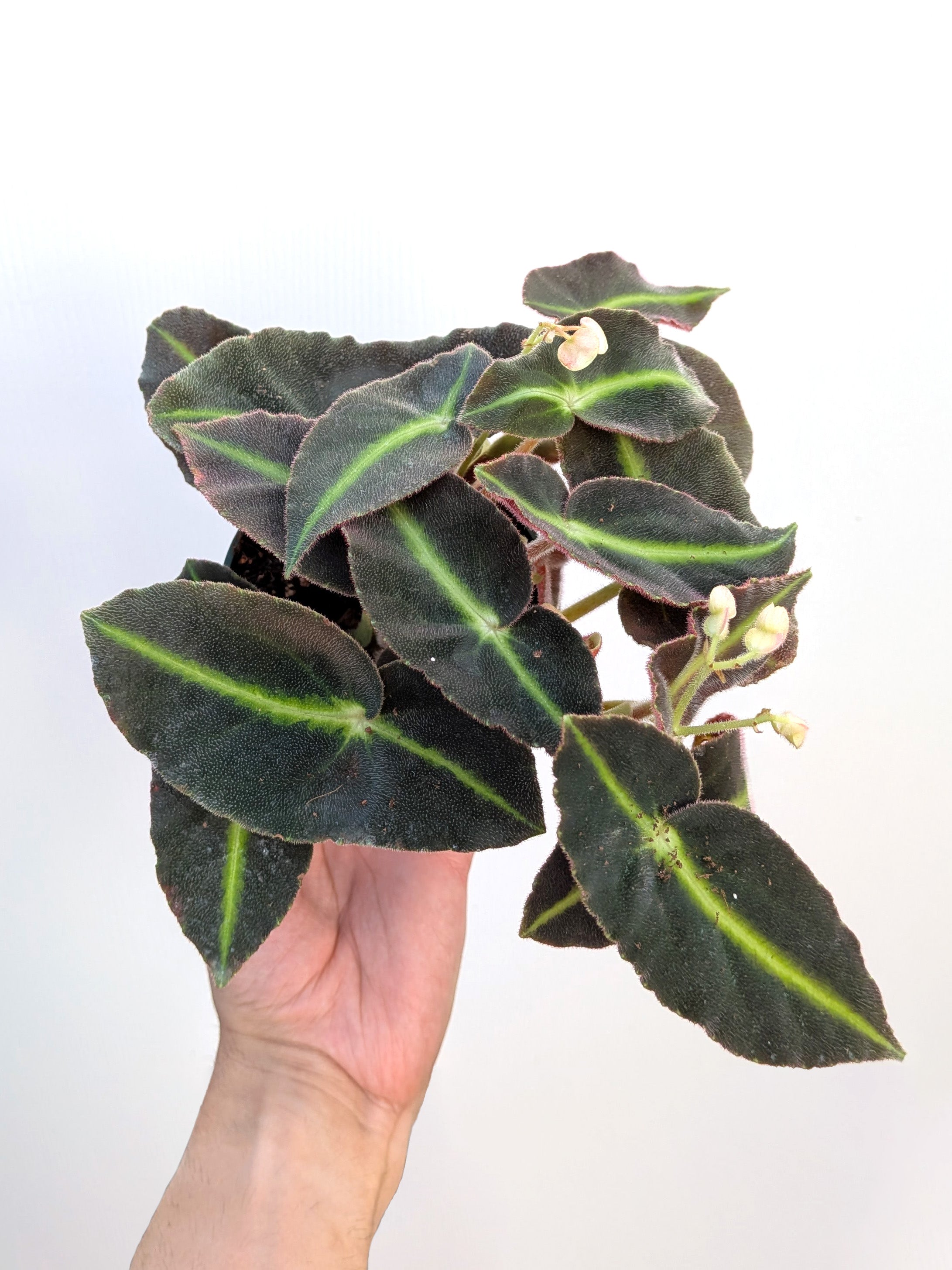 Begonia listada - Variant Plant Company