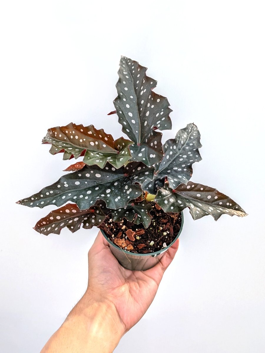 Begonia maculata 'Black Forest' - Variant Plant Company