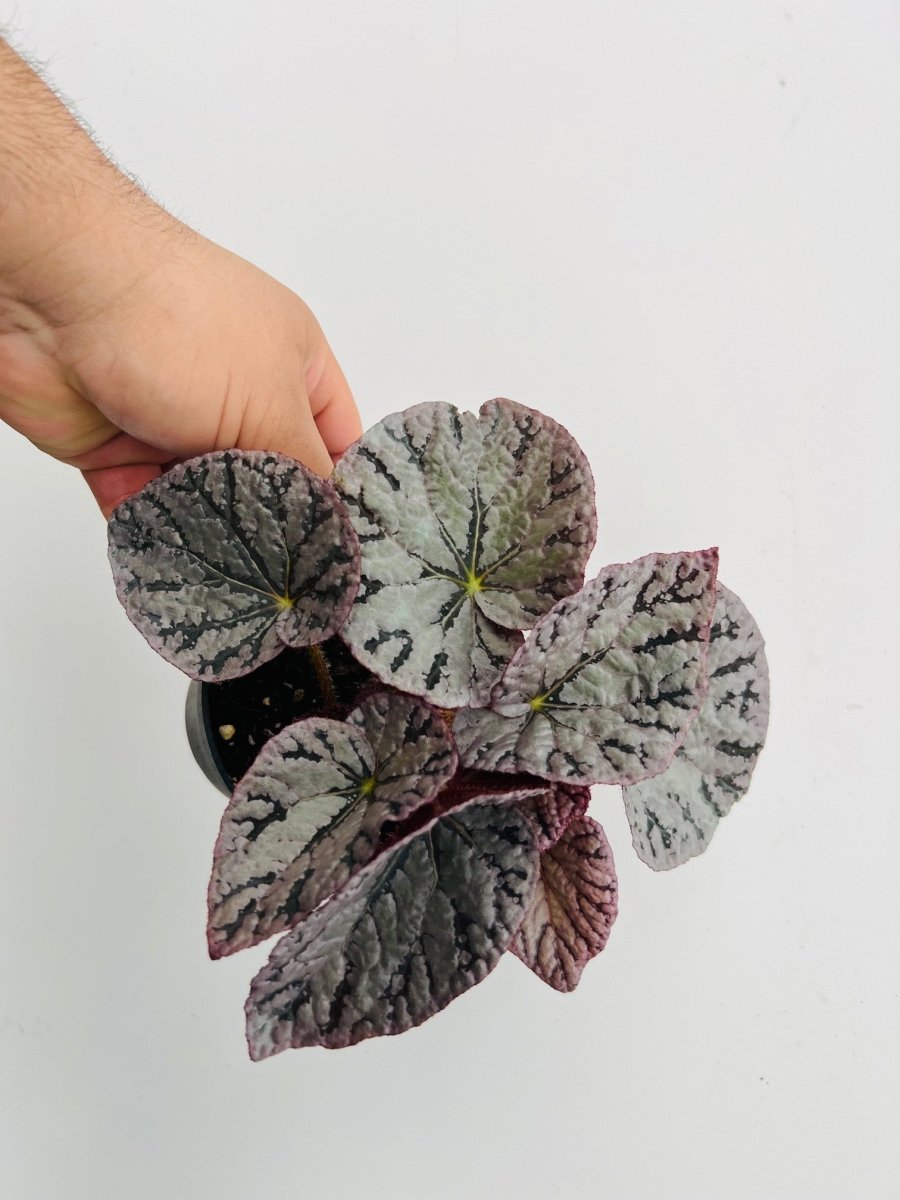 Begonia rex 'Bali' - Variant Plant Company