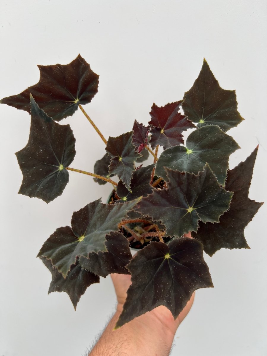Begonia rex 'Black Velvet' - Variant Plant Company