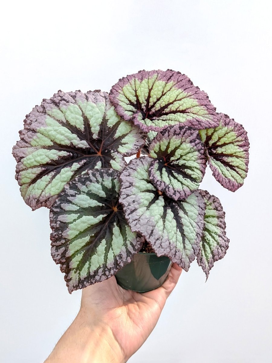 Begonia rex 'Fireworks' - Variant Plant Company