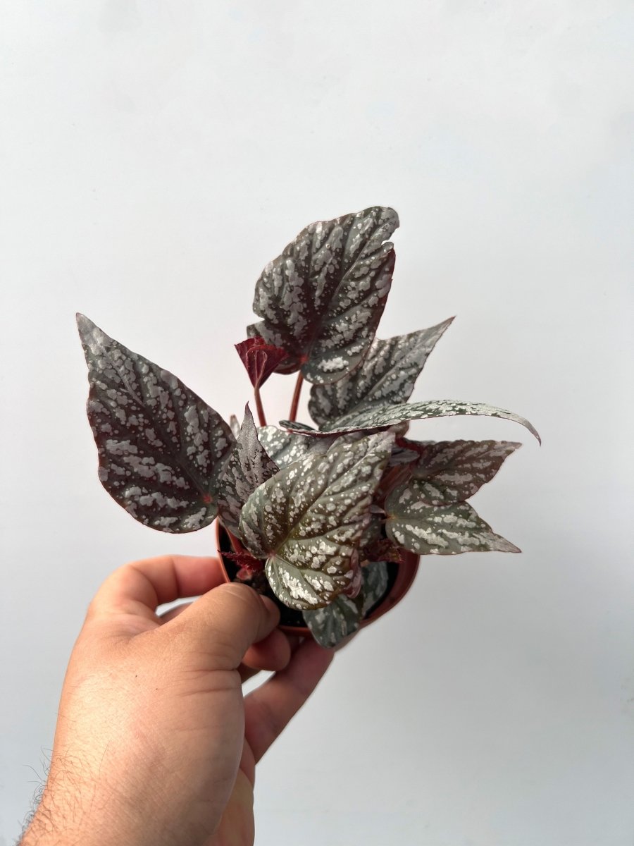 Begonia rex 'Jolly Silver' - Variant Plant Company