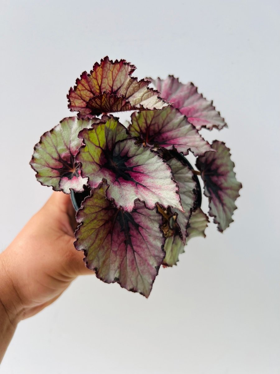 Begonia rex 'Kwale' - Variant Plant Company