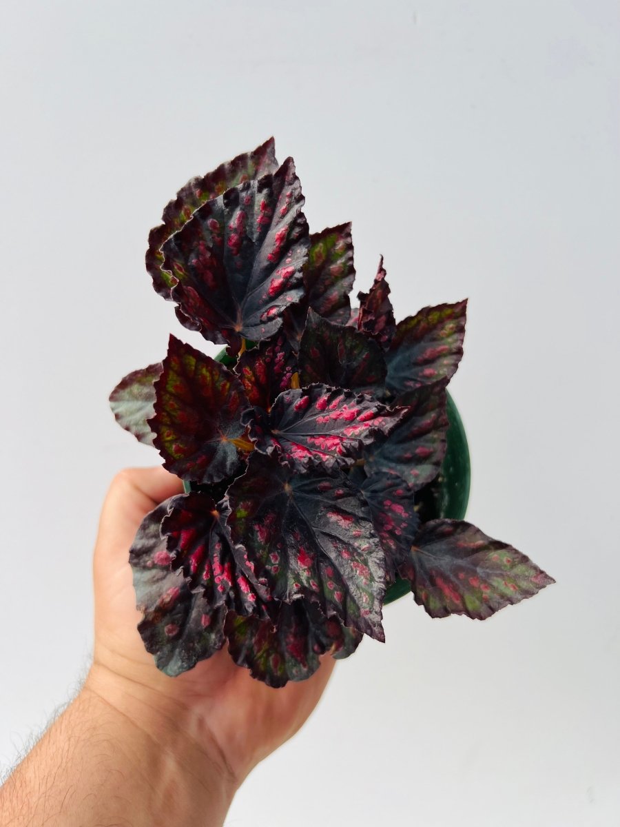 Begonia rex 'Madagascar' - Variant Plant Company