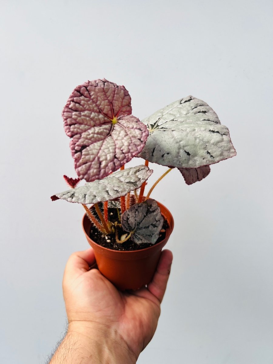 Begonia rex 'Silver Dollar' - Variant Plant Company