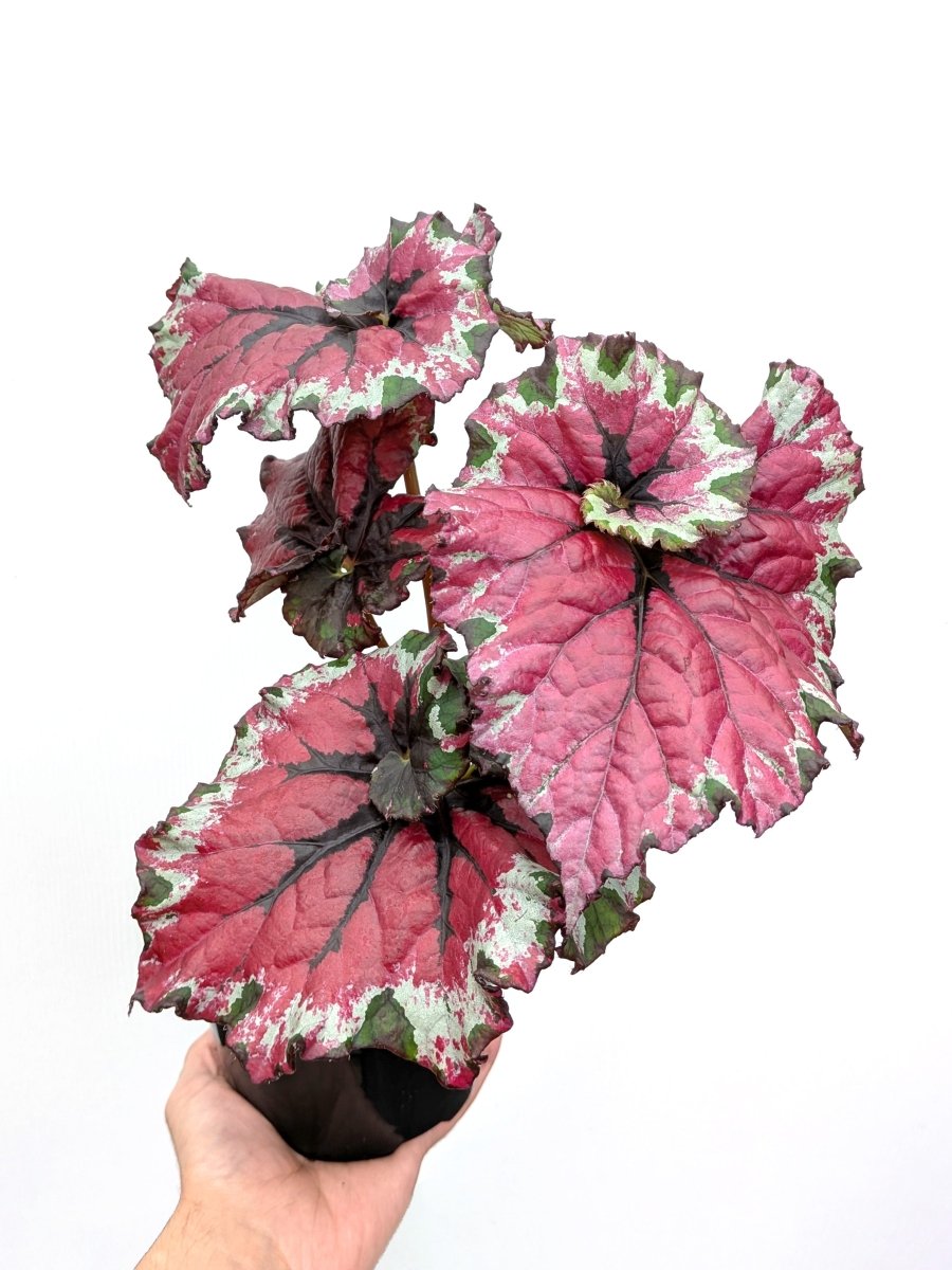 Begonia rex 'Spirit of Mafia' - Variant Plant Company