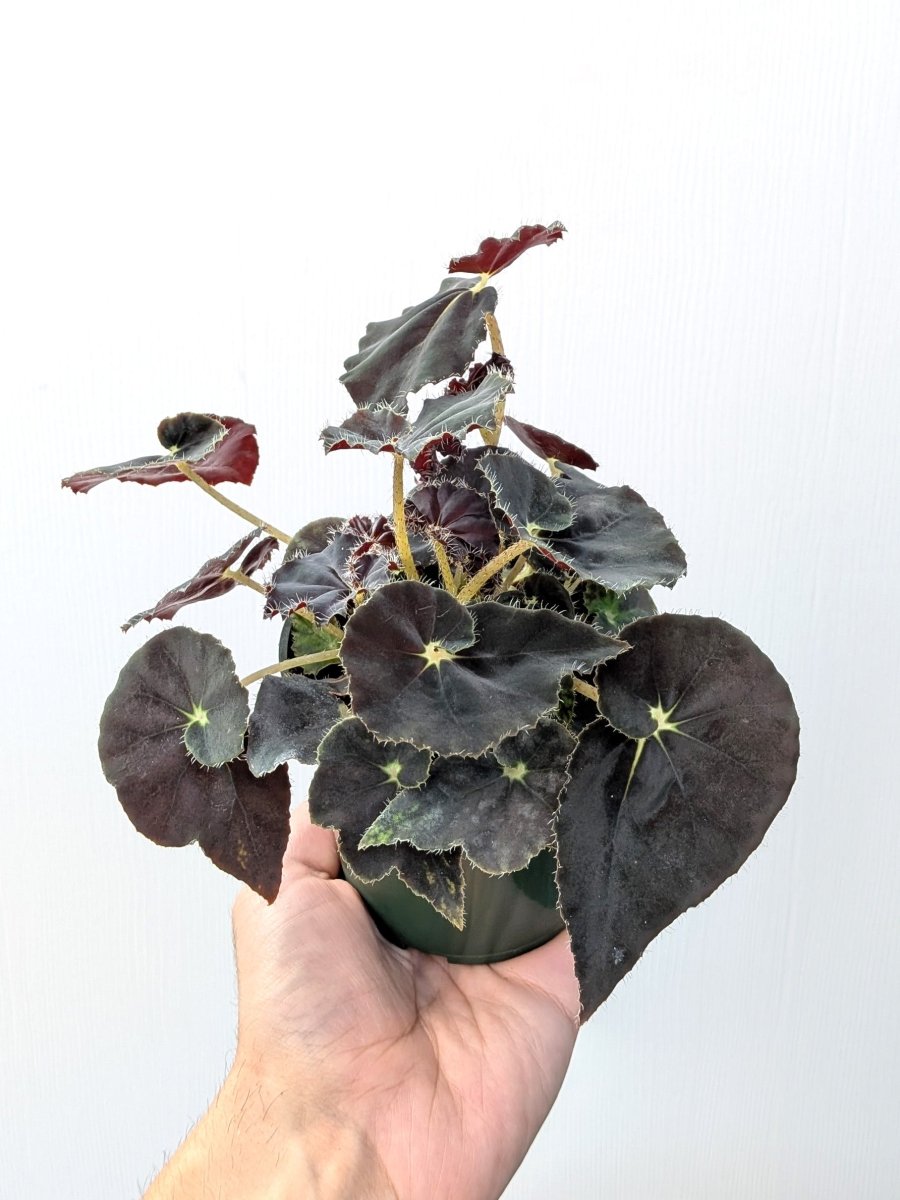 Begonia rex 'Spirit of Zanzibar' - Variant Plant Company