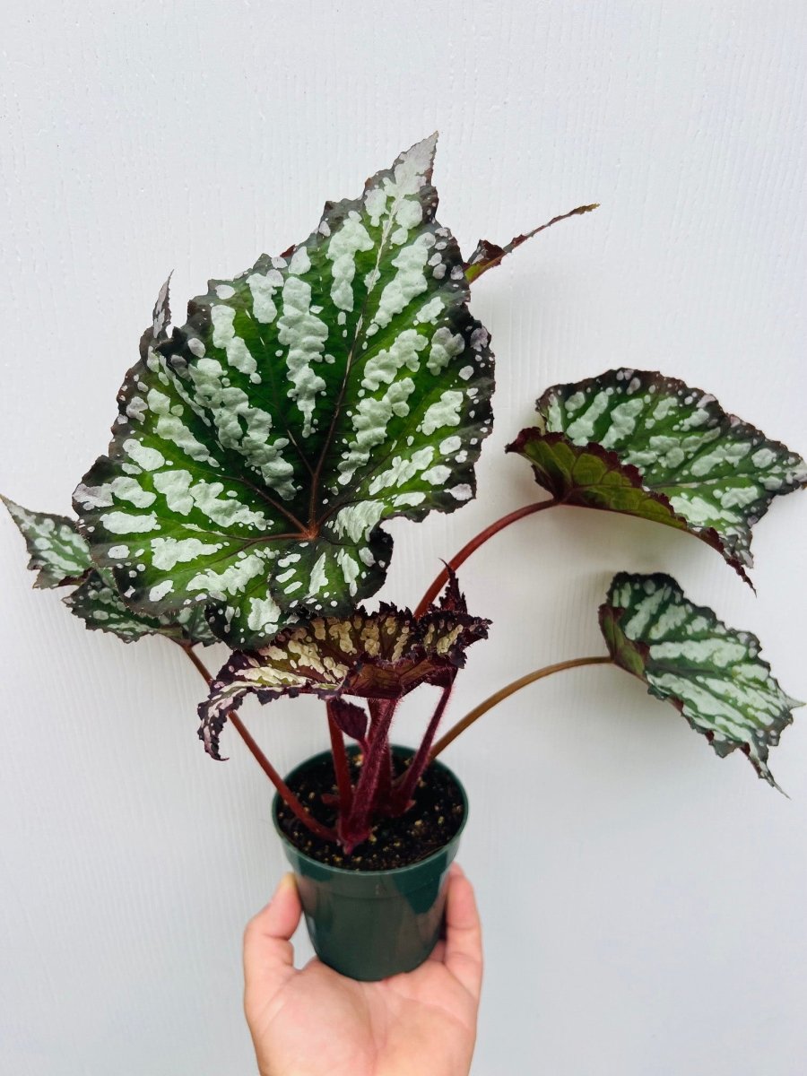 Begonia rex 'Summer Storm' - Variant Plant Company