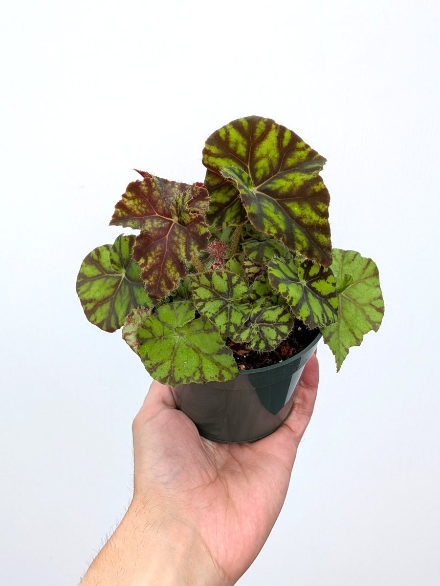 Begonia rex 'Zumba' - Variant Plant Company