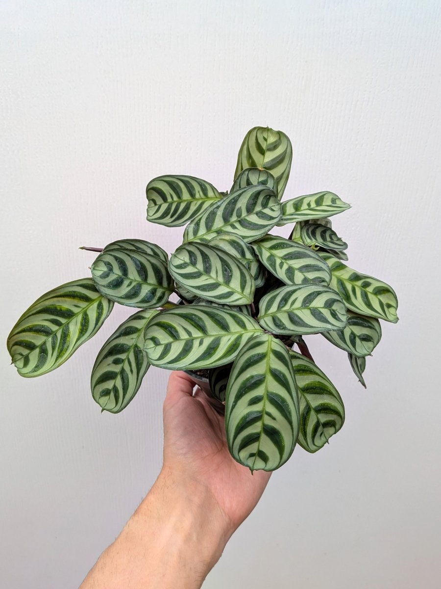 Calathea 'Burle Marx' - Variant Plant Company