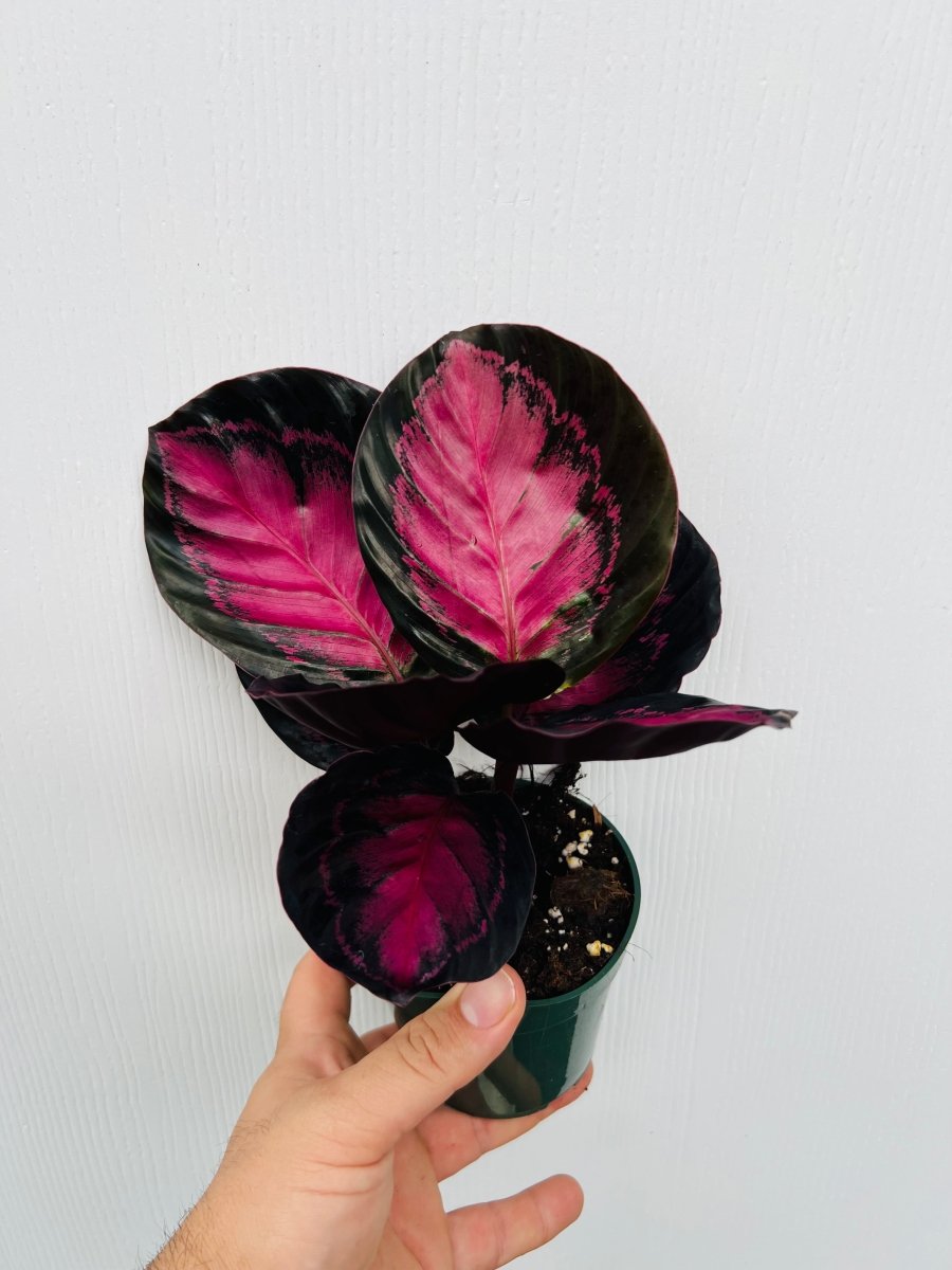 Calathea 'Crimson' - Variant Plant Company