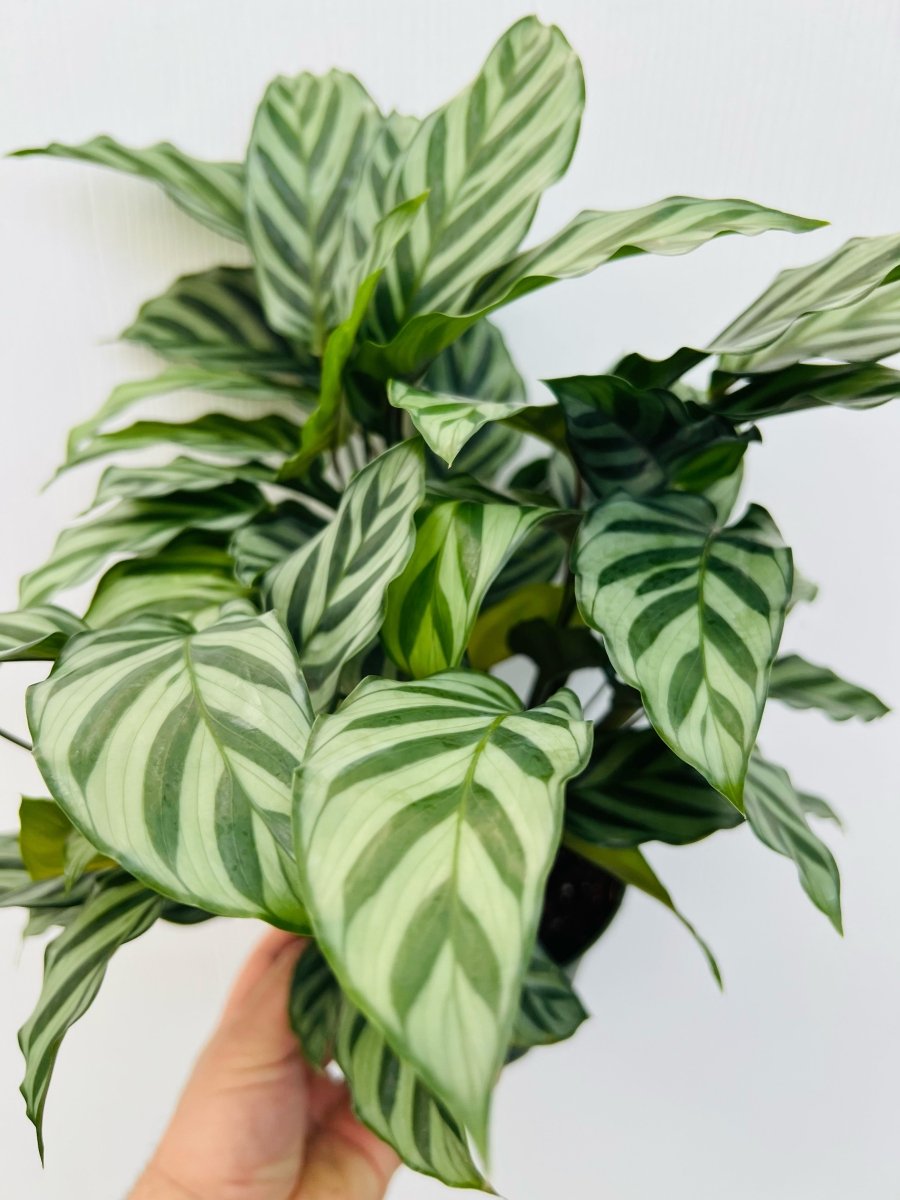 Calathea 'Freddy' - Variant Plant Company