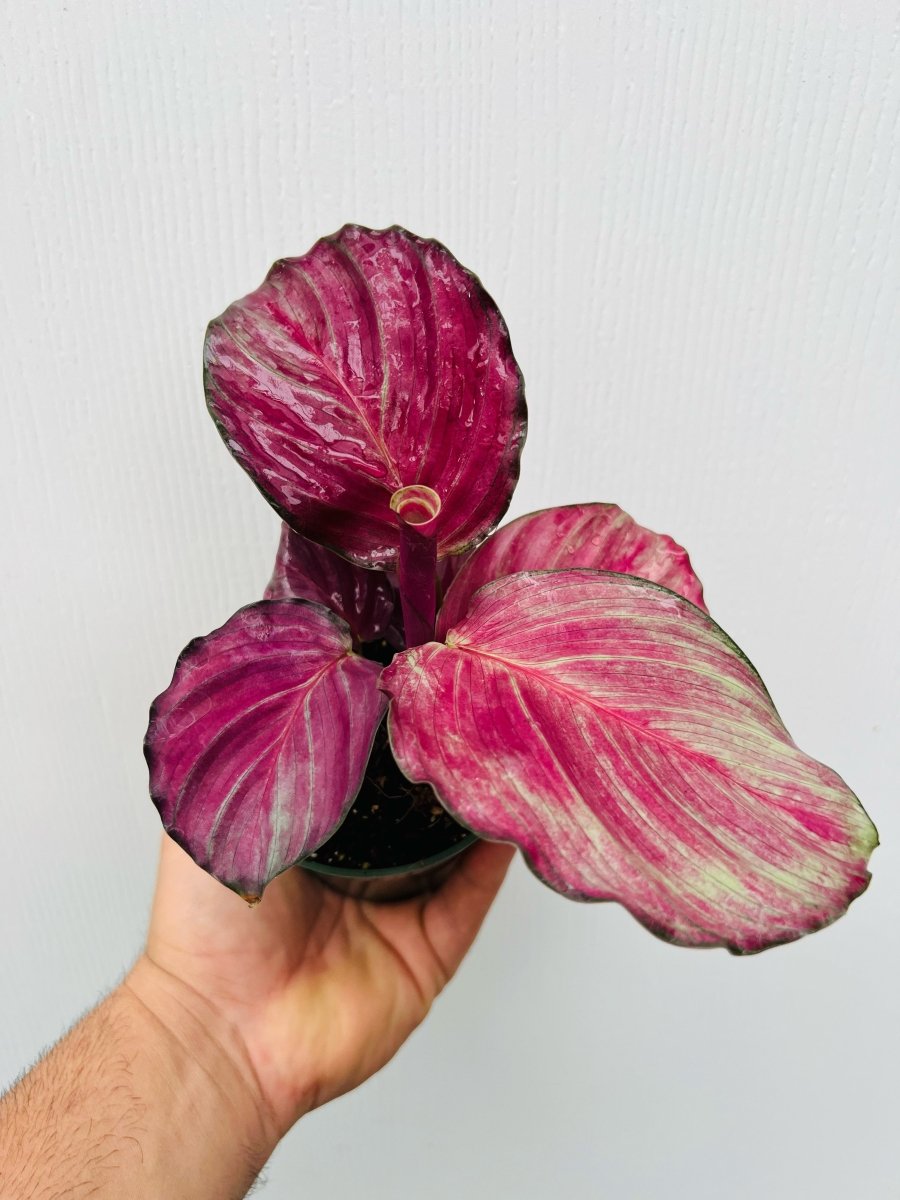 calathea lux Calathea 'Good Luck'