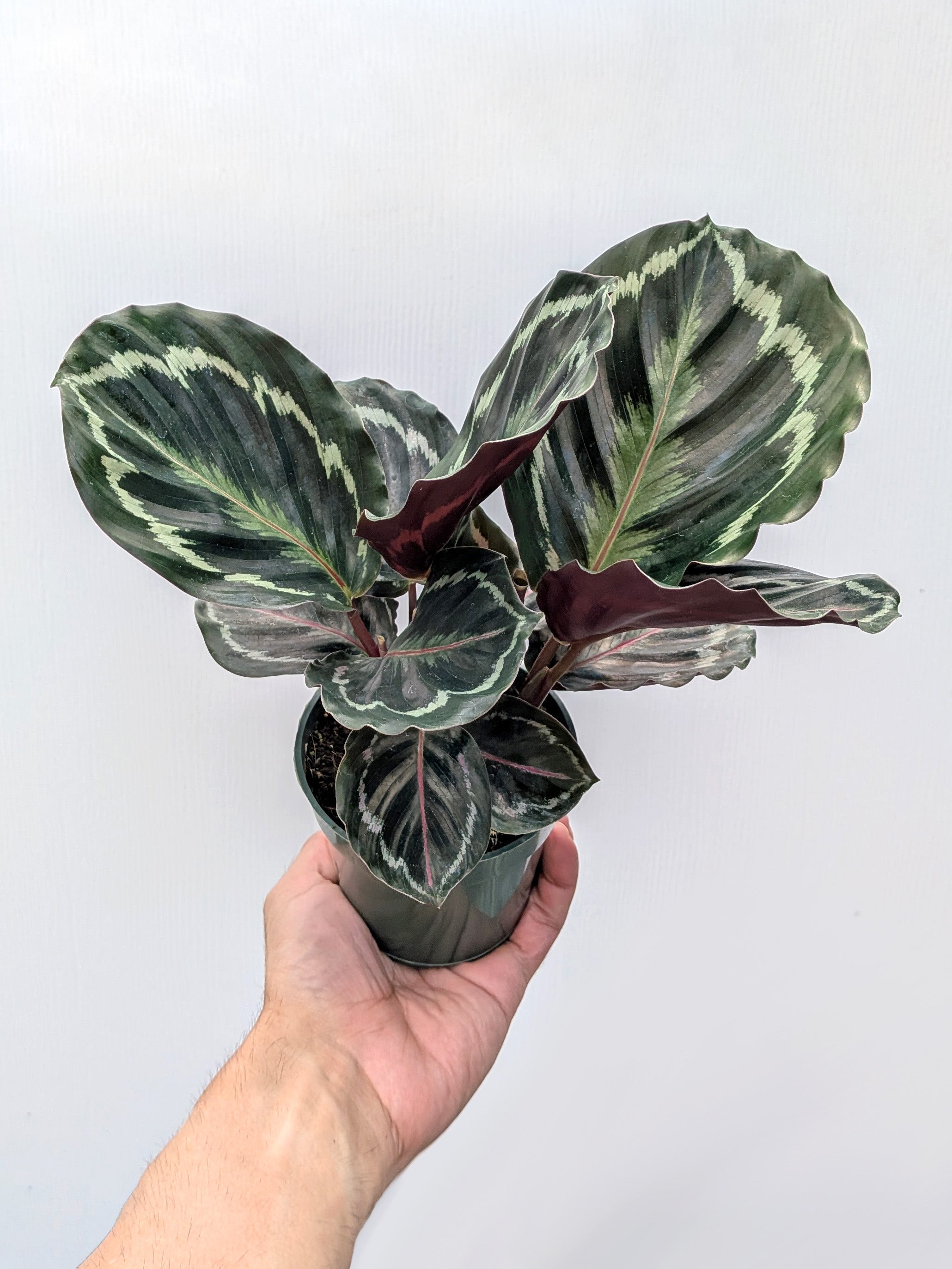 Calathea 'Medallion' - Variant Plant Company