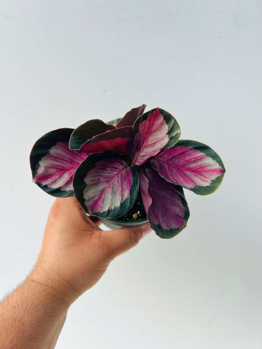 Calathea 'Purple Rose' - Variant Plant Company