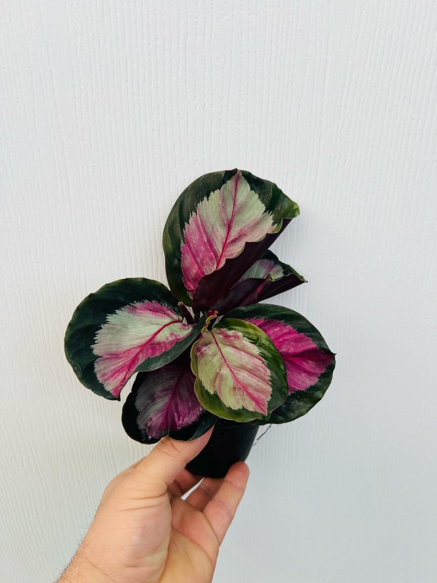 Calathea 'Rosy' - Variant Plant Company