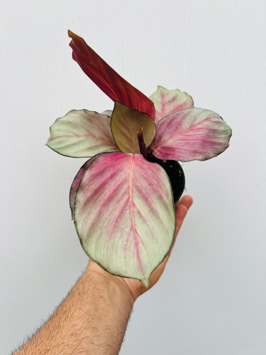 Calathea 'Silver Plate' - Variant Plant Company
