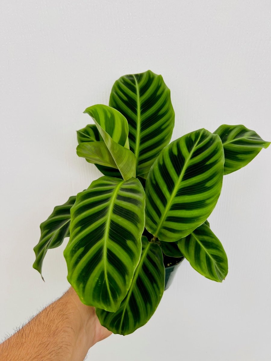 Calathea zebrina - Variant Plant Company