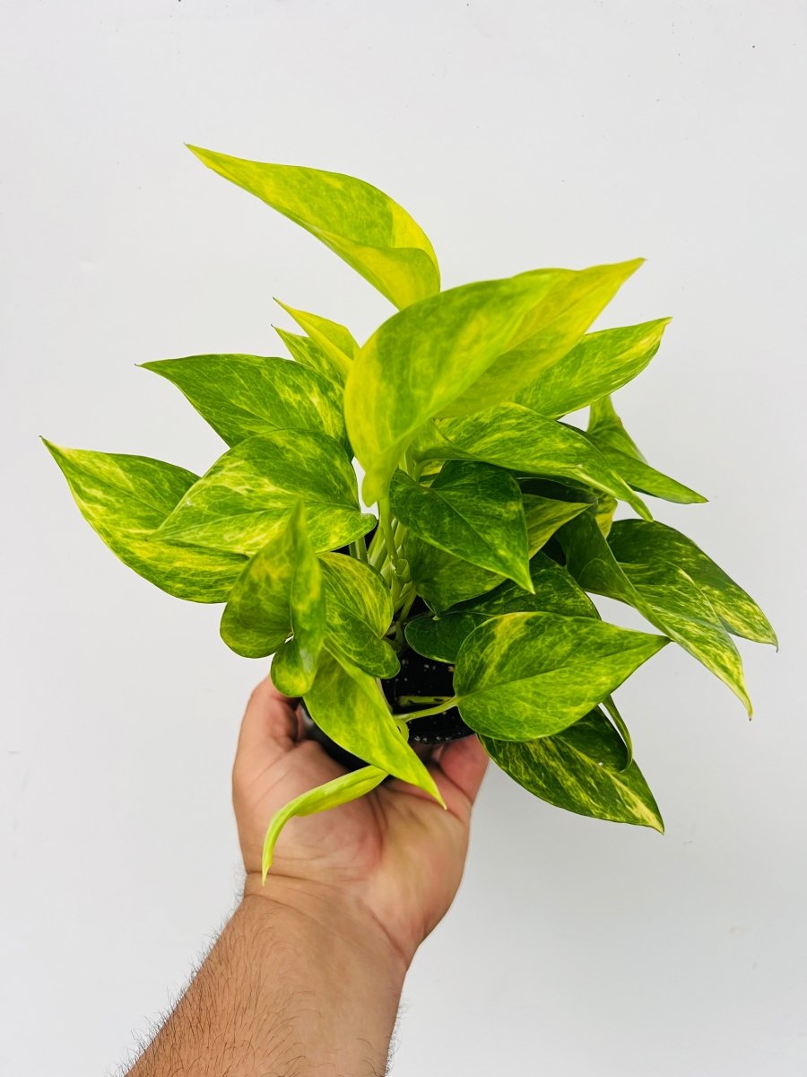 Epipremnum aureum 'Neon Queen' - Variant Plant Company