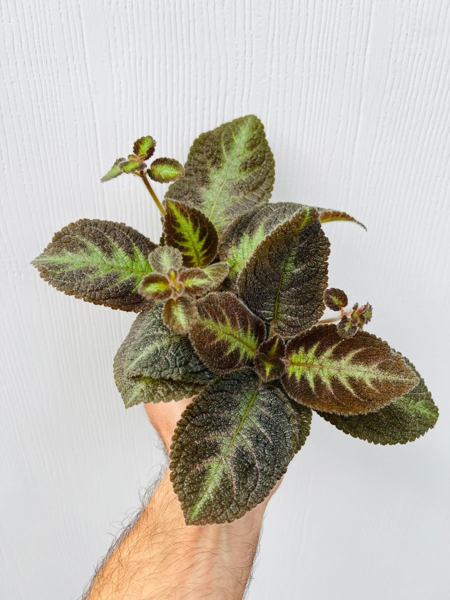 Episcia 'Blue Nile' - Variant Plant Company