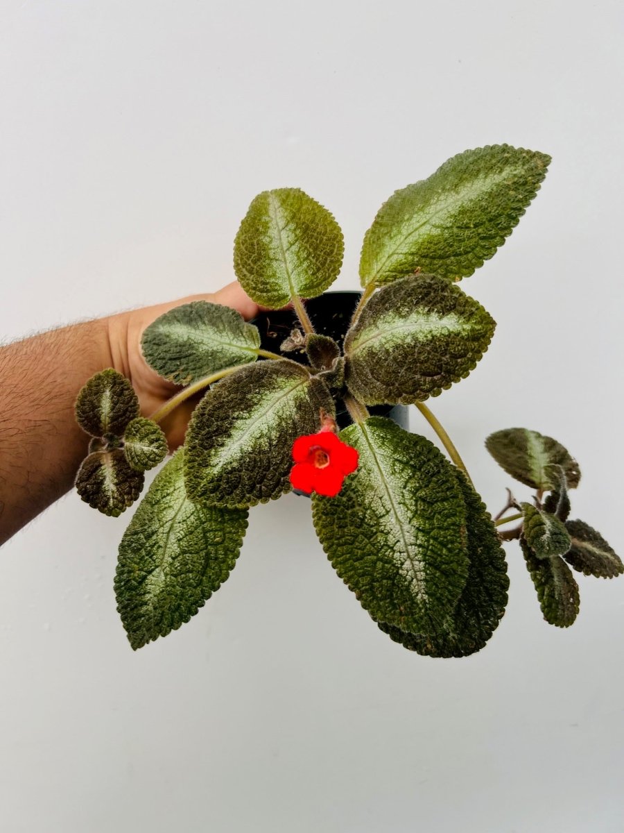 Episcia 'Chocolate Soldier' - Variant Plant Company
