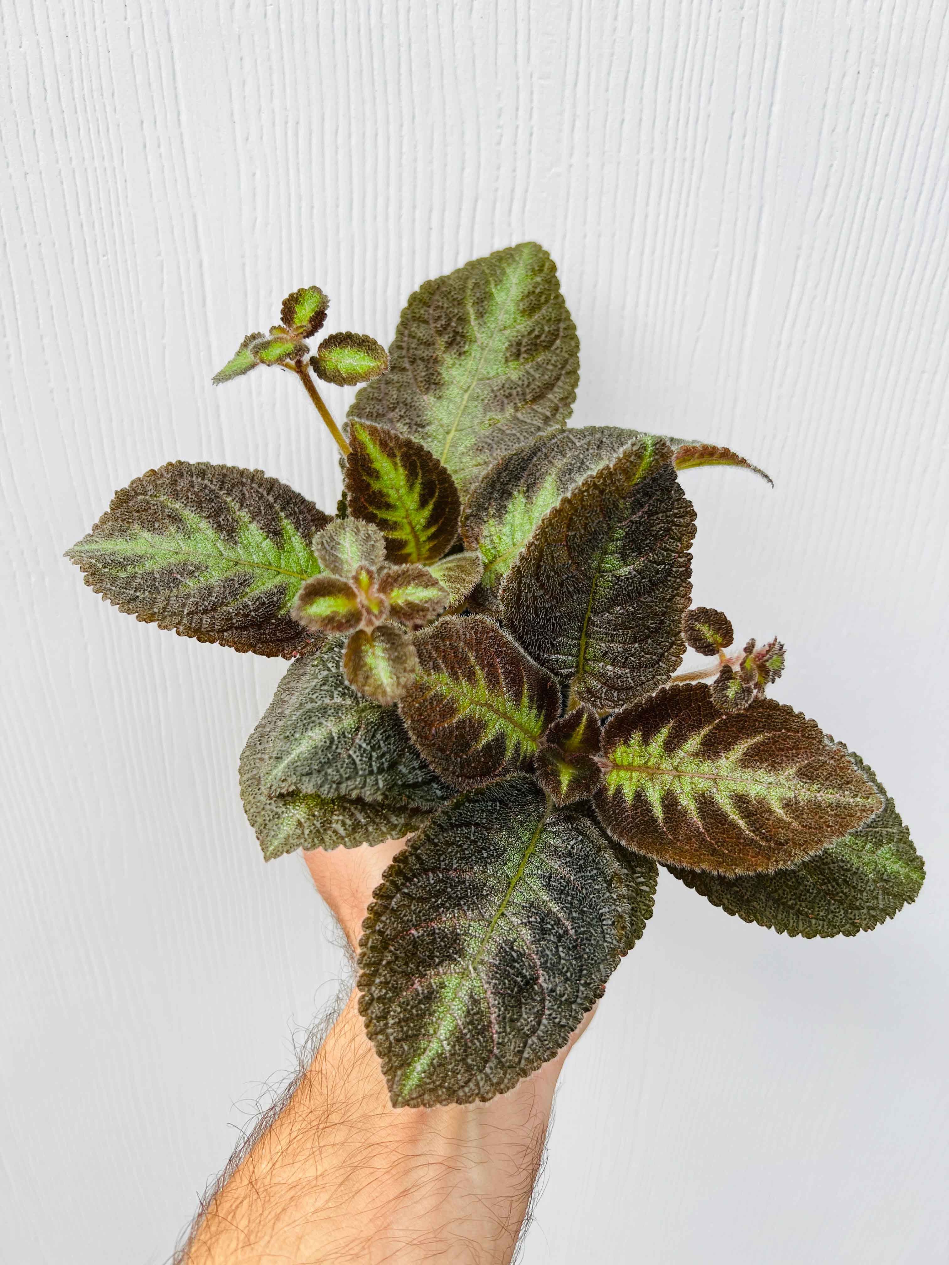Episcia 'Pink Panther' - Variant Plant Company