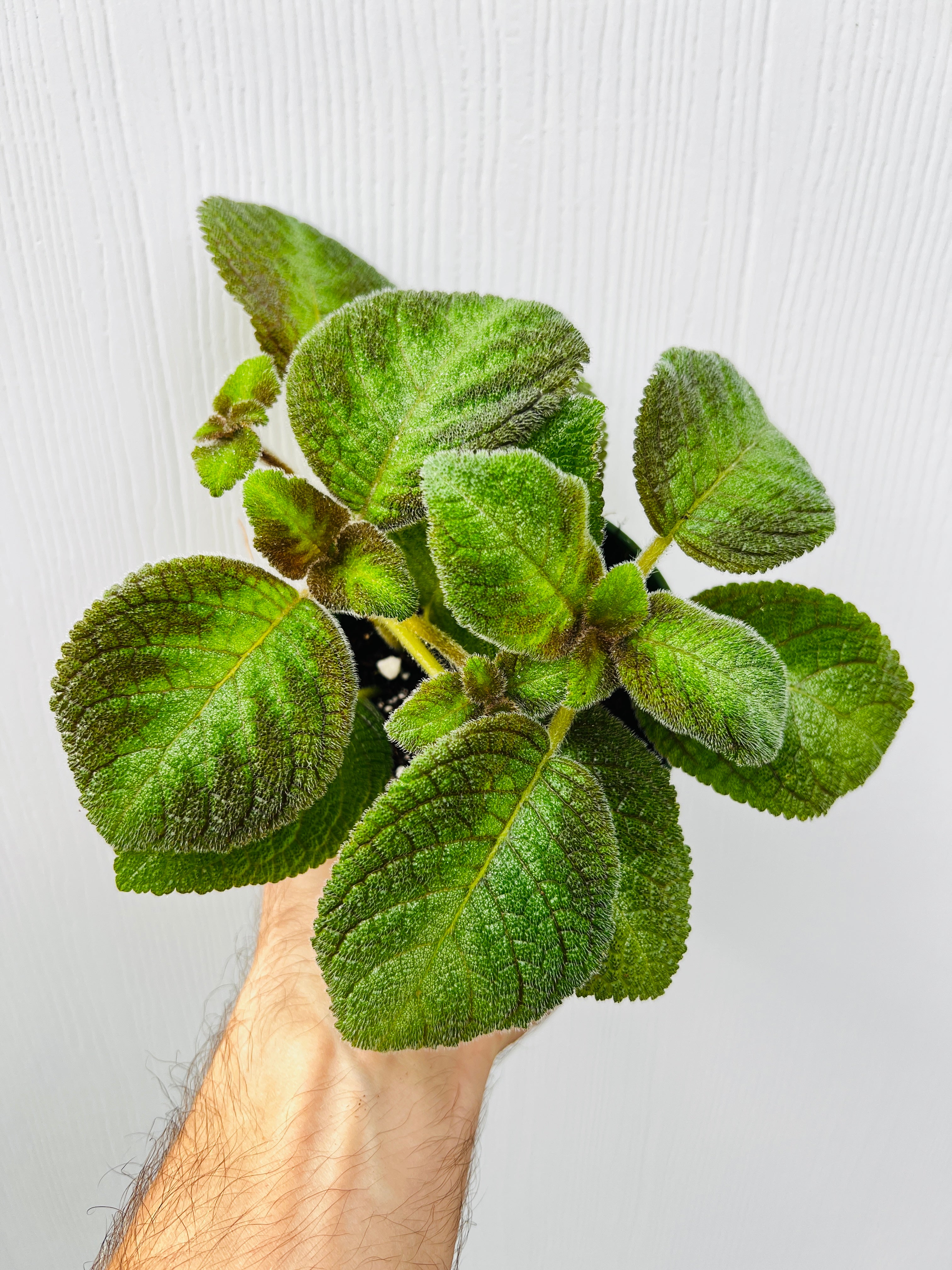 Episcia 'Pink Panther' - Variant Plant Company