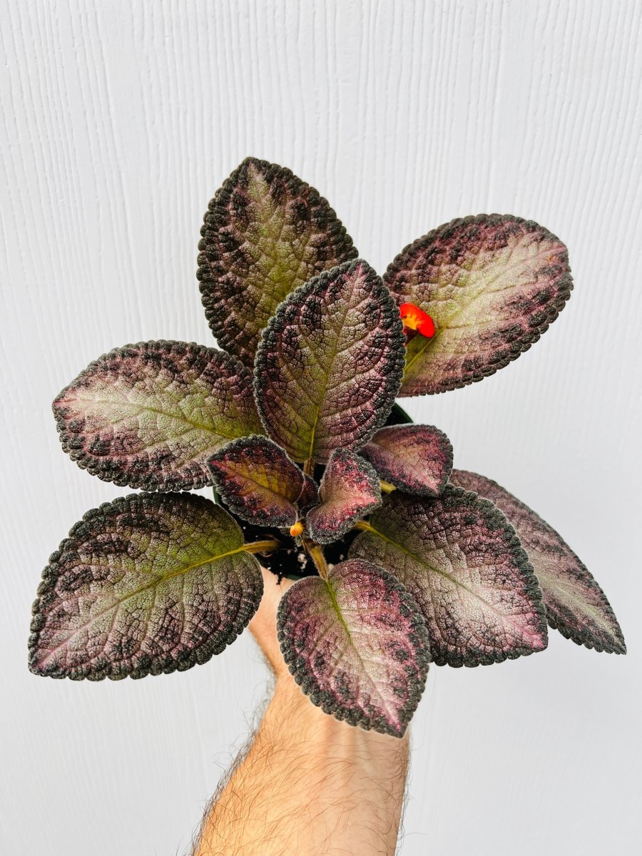 Episcia 'Temptation' - Variant Plant Company