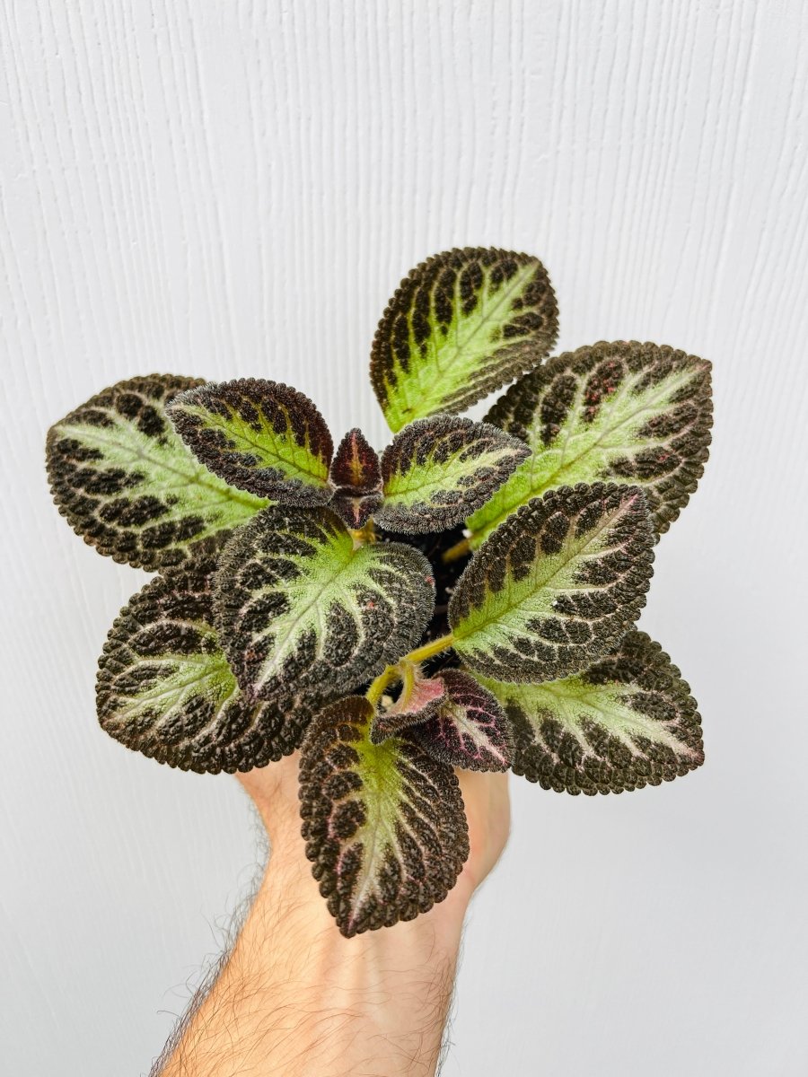 Episcia 'Thads Cheetah' - Variant Plant Company