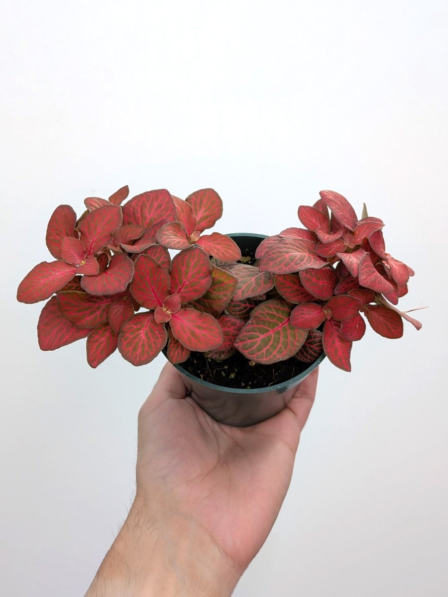 Fittonia 'Red Flame' - Variant Plant Company