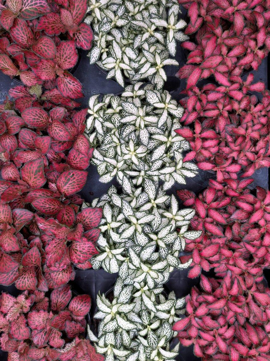 Fittonia TC Assorted - Variant Plant Company