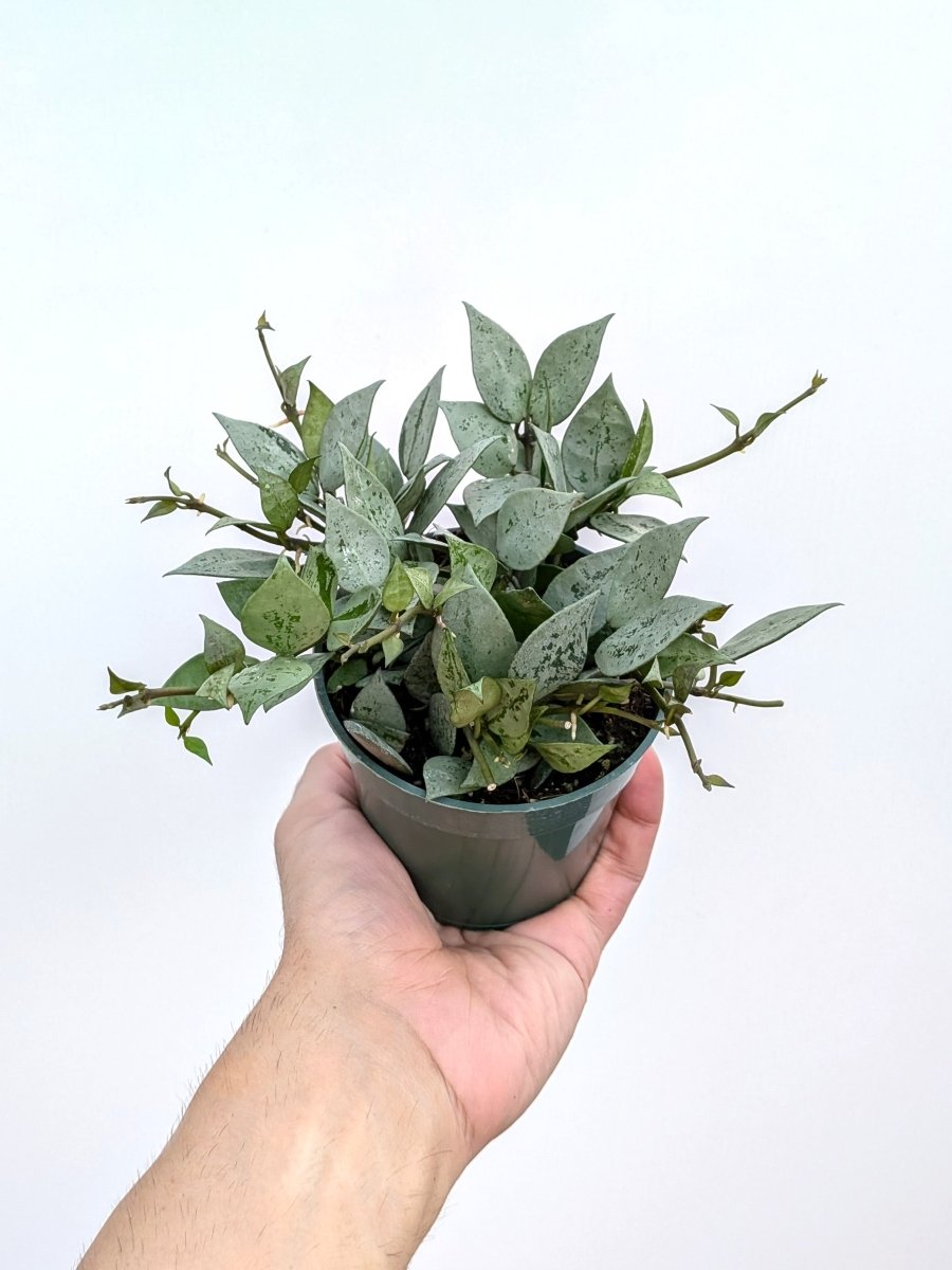 Hoya krohniana 'Super Silver' - Variant Plant Company