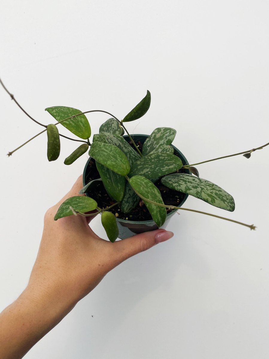 Hoya sigillatis 'Wide Form' - Variant Plant Company