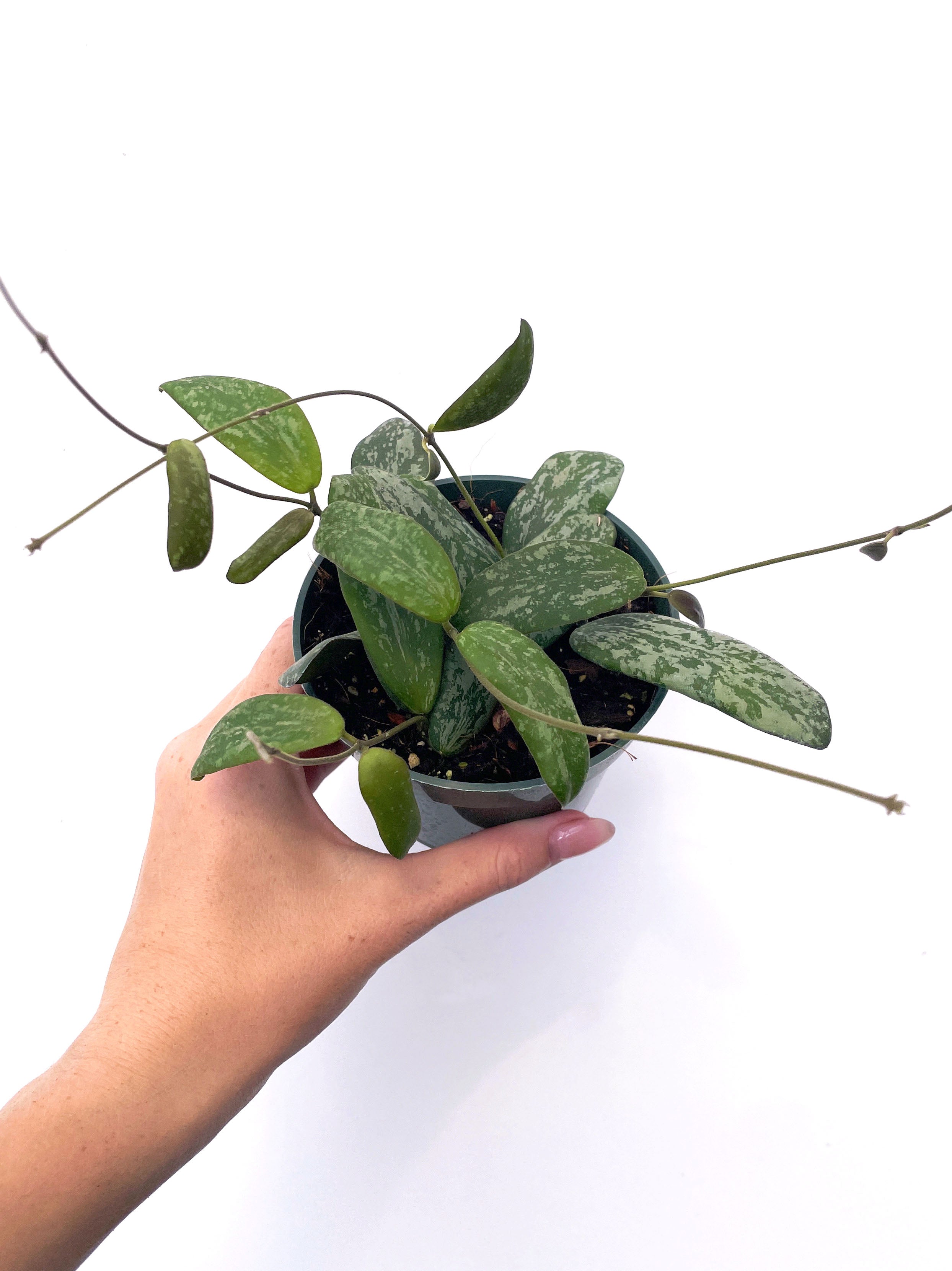 Hoya sigillatis 'Wide Form' - Variant Plant Company