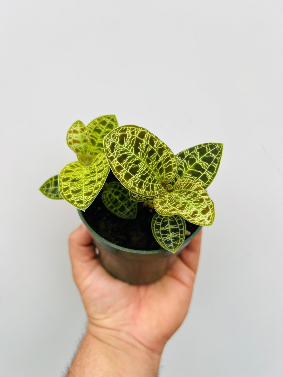 Macodes petola - Variant Plant Company