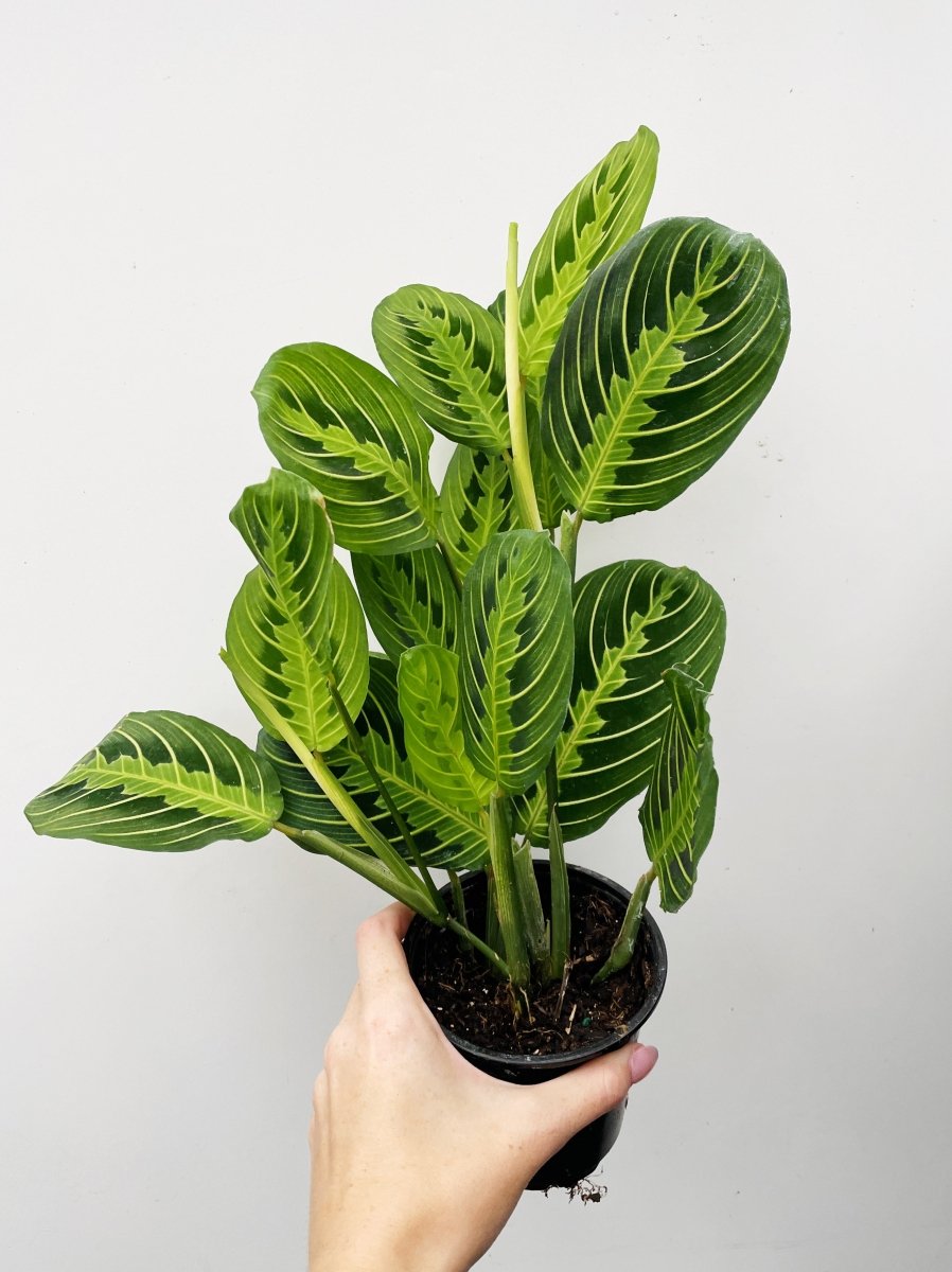 Maranta 'Lemon Lime' - Variant Plant Company