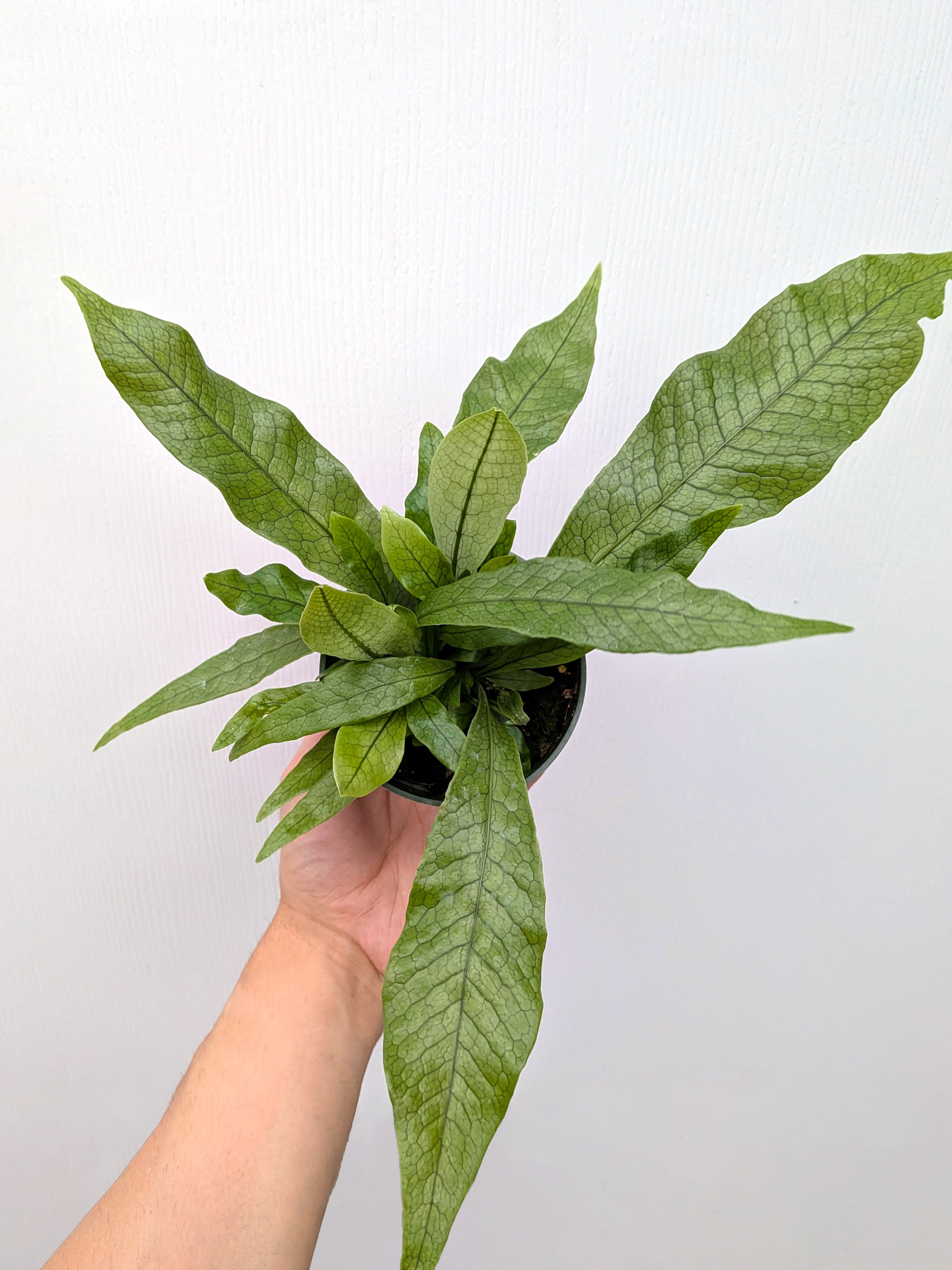 Microsorum musifolium 'Crocodyllus' - Variant Plant Company