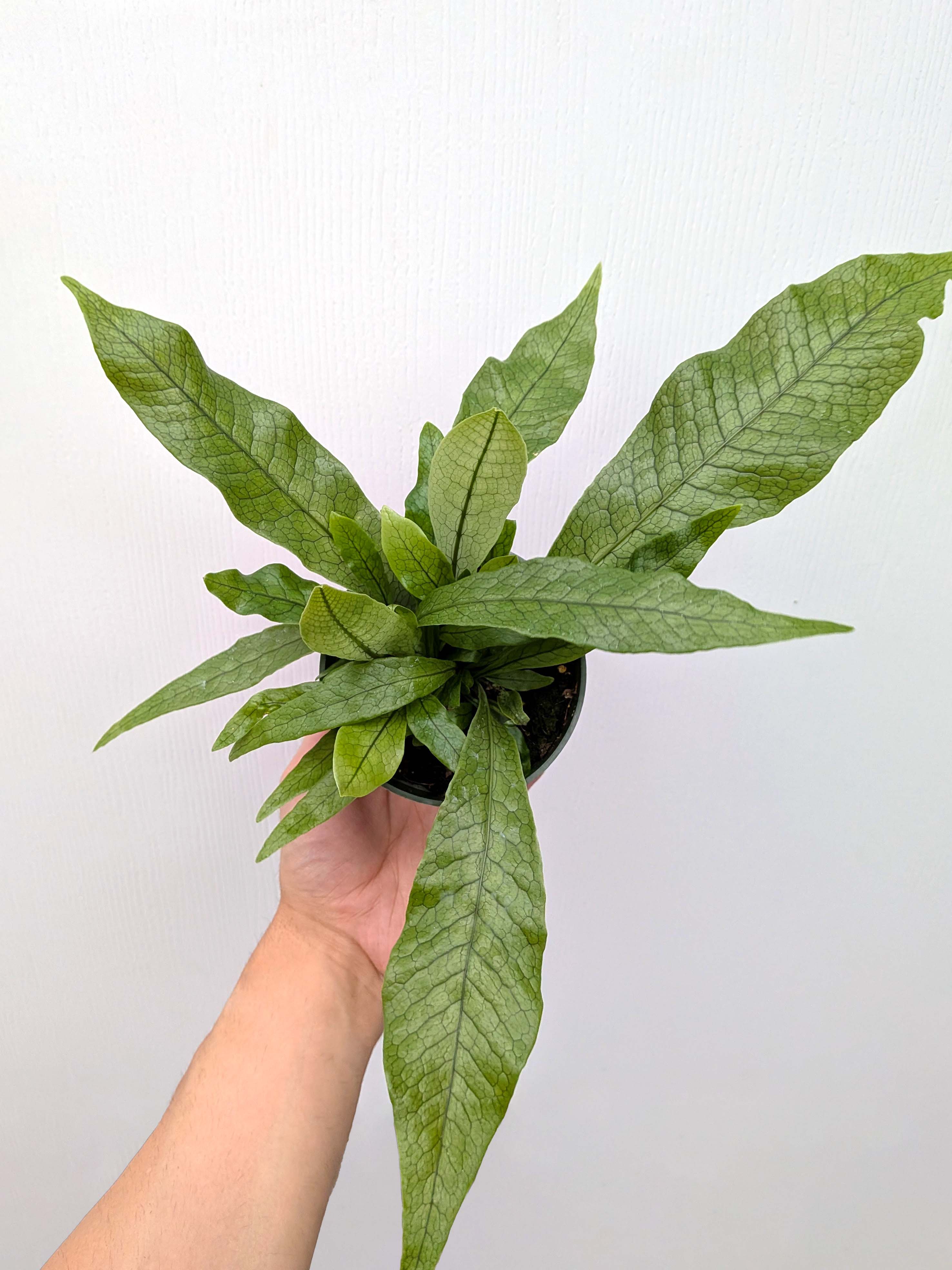 Microsorum musifolium 'Crocodyllus' - Variant Plant Company