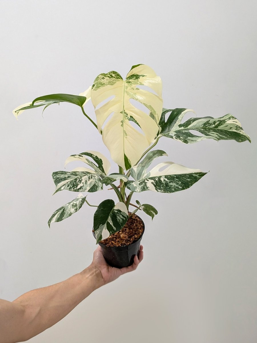 Monstera borsigiana 'Albo' (High Variegation) - Variant Plant Company