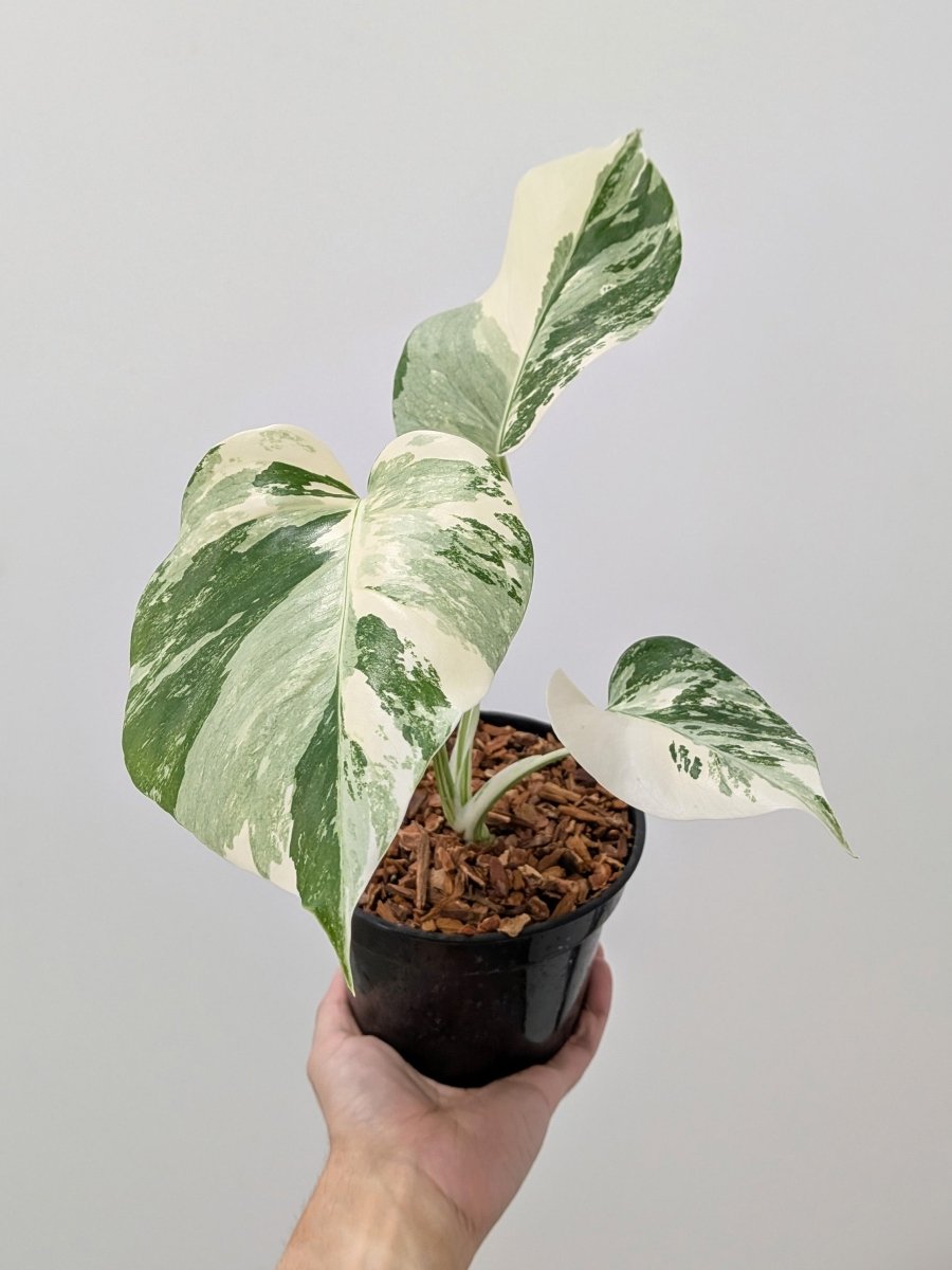 Monstera borsigiana 'Albo' (High Variegation) - Variant Plant Company