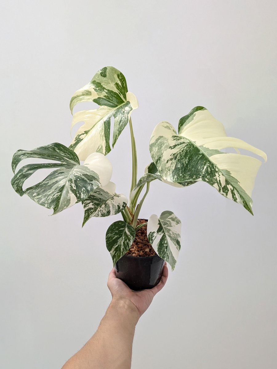 Monstera borsigiana 'Albo' (High Variegation) - Variant Plant Company