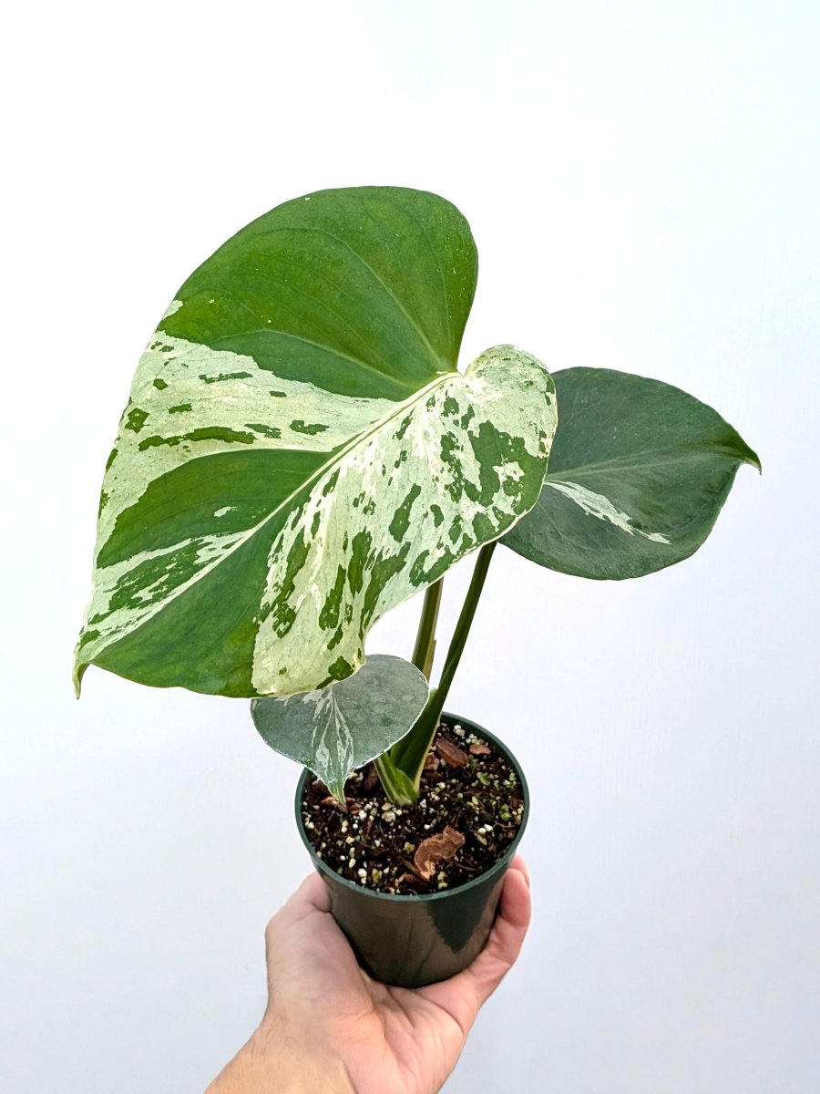 Monstera 'Bulbasaur' - Variant Plant Company