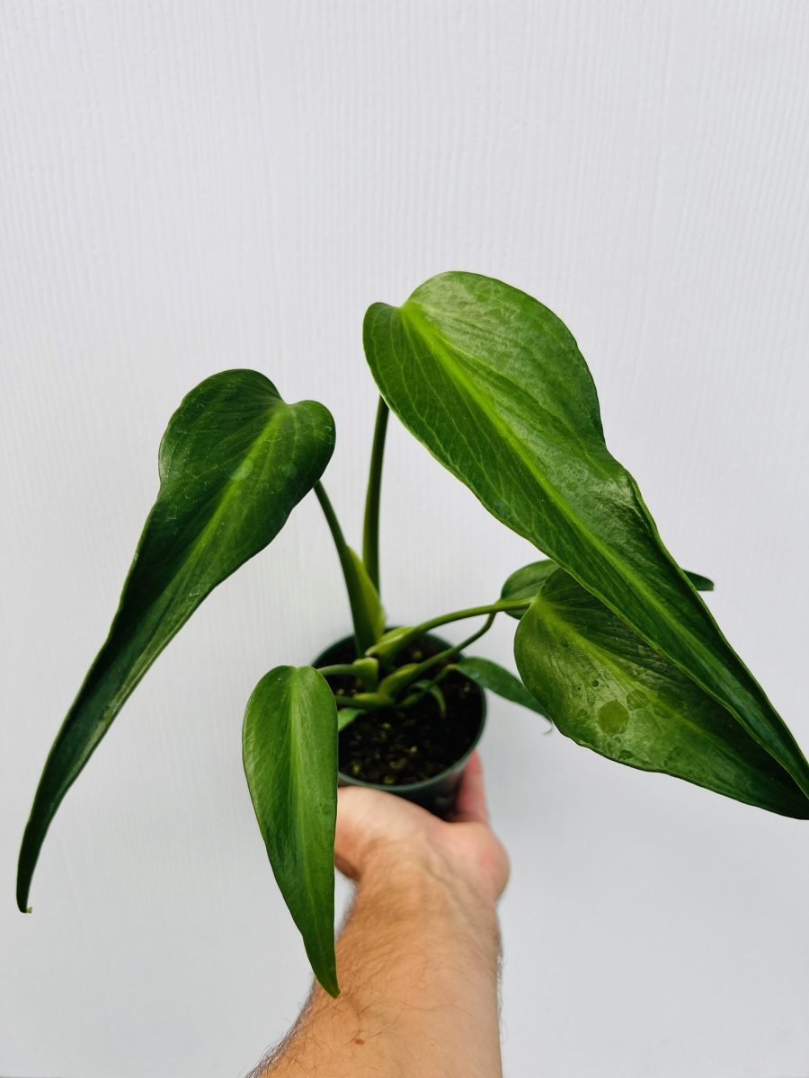 Monstera 'Burle Marx Flame' - Variant Plant Company